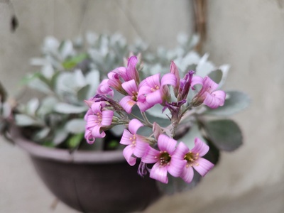 Kalanchoe