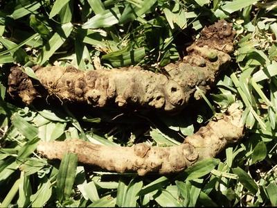 Kava (Piper methysticum)