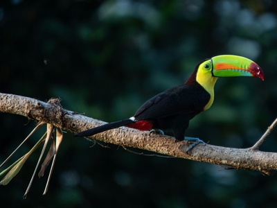 Keel-billed Toucan