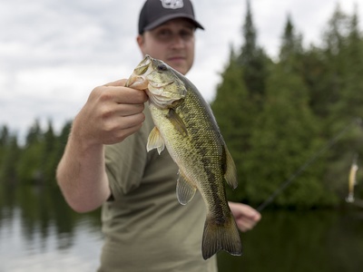 Largemouth bass (sport fish)
