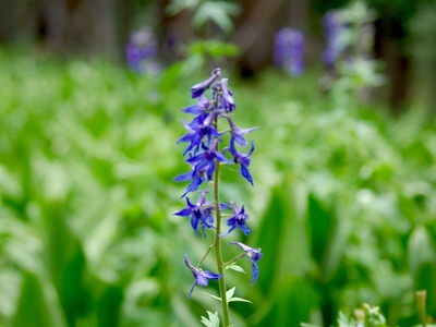 Larkspur