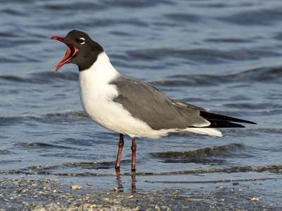 Laughing Gull