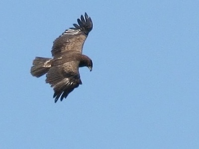 Lesser Spotted Eagle