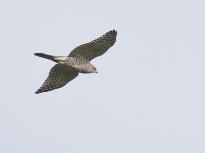 Levant Sparrowhawk