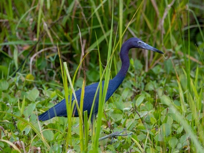 Little Blue Heron