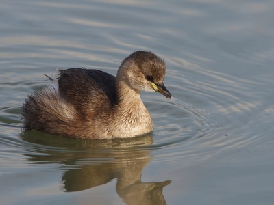 Little Grebe