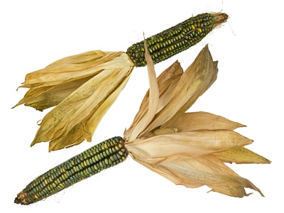Maize
