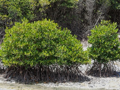 Mangrove forests