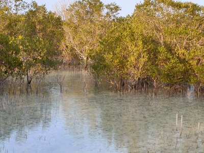 Mangroves