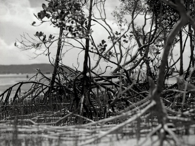Mangroves