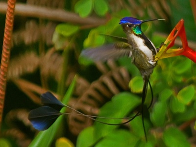 Marvelous Spatuletail