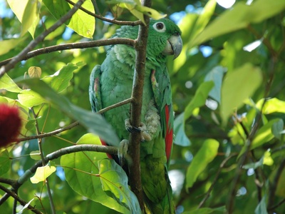 Mealy Parrot