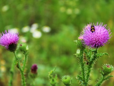 Milk thistle