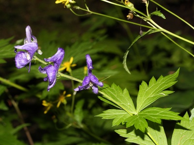 Monkshood