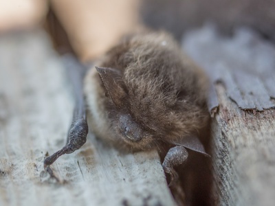 Myotis lucifugus