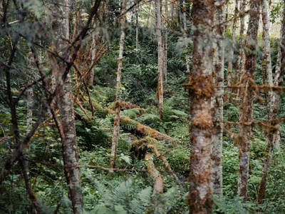 Native forest remnants
