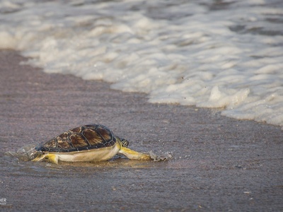NC Aquarium at Pine Knoll Shores