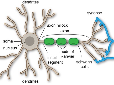 Neuron
