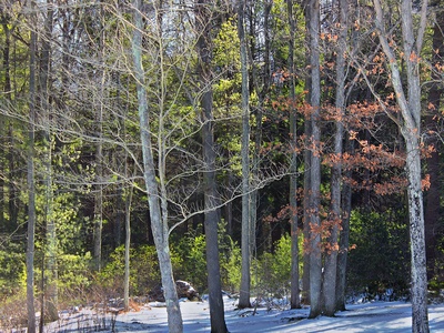 Northern hardwood forests