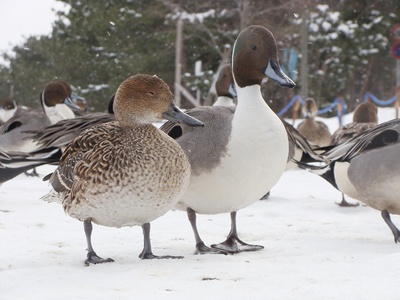 Northern Pintail
