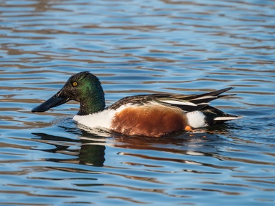 Northern Shoveler