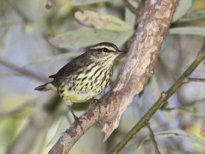 Northern Waterthrush