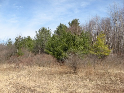 Old-field succession