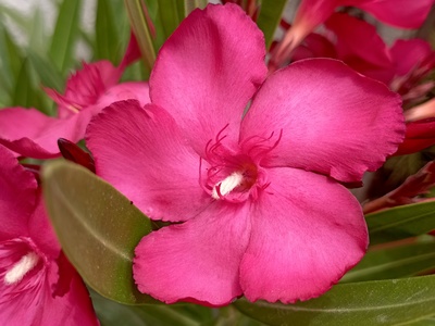 Oleander
