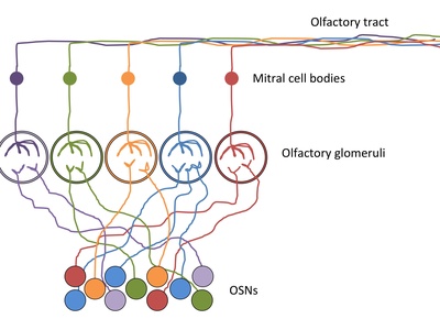 Olfactory receptor neuron