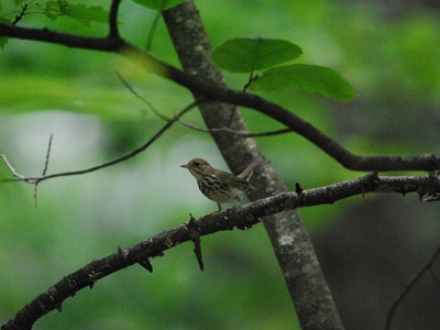 Ovenbird