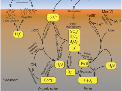 Oxidation of sulfur