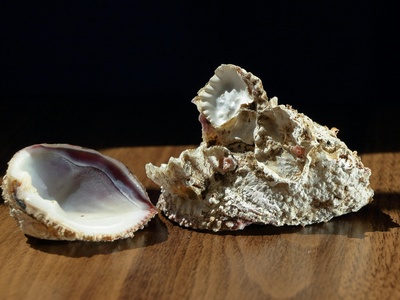Oyster shell flour (crushed shells)
