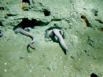 Pacific hagfish