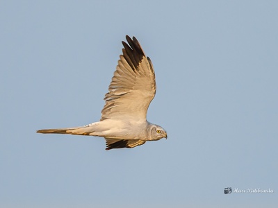 Pallid Harrier