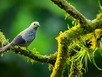 Palm Tanager