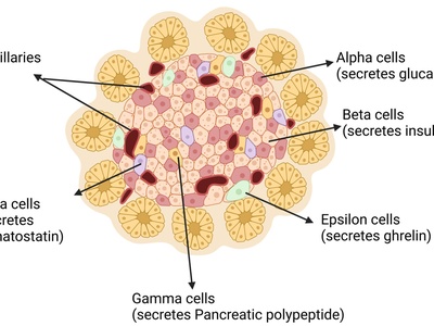 Pancreatic beta cell