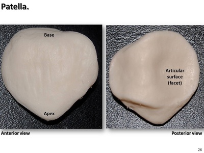 Patella