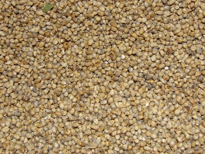 Pearl millet