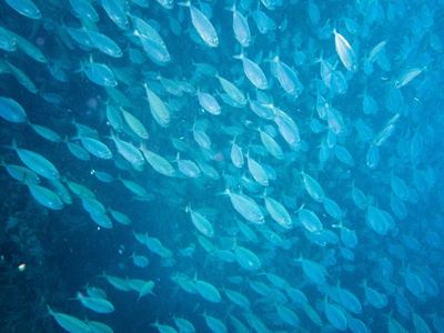 Pelagic fish stocks