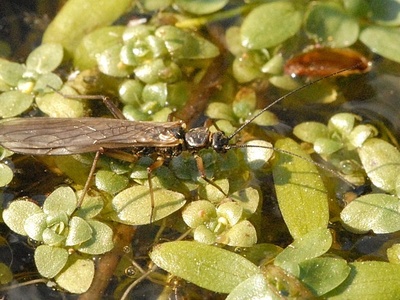 Perla marginata