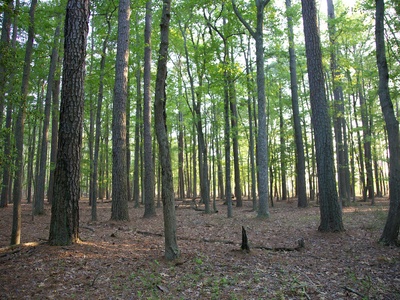 Pine (loblolly) forests