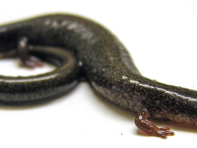 Plethodon cinereus