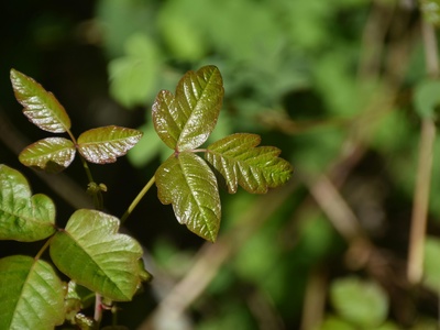 Poison oak