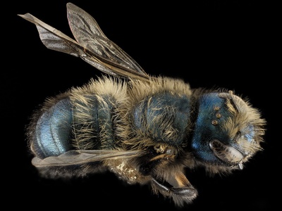 Pollinators (native bees, butterflies)