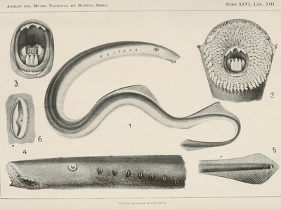 Pouched lamprey