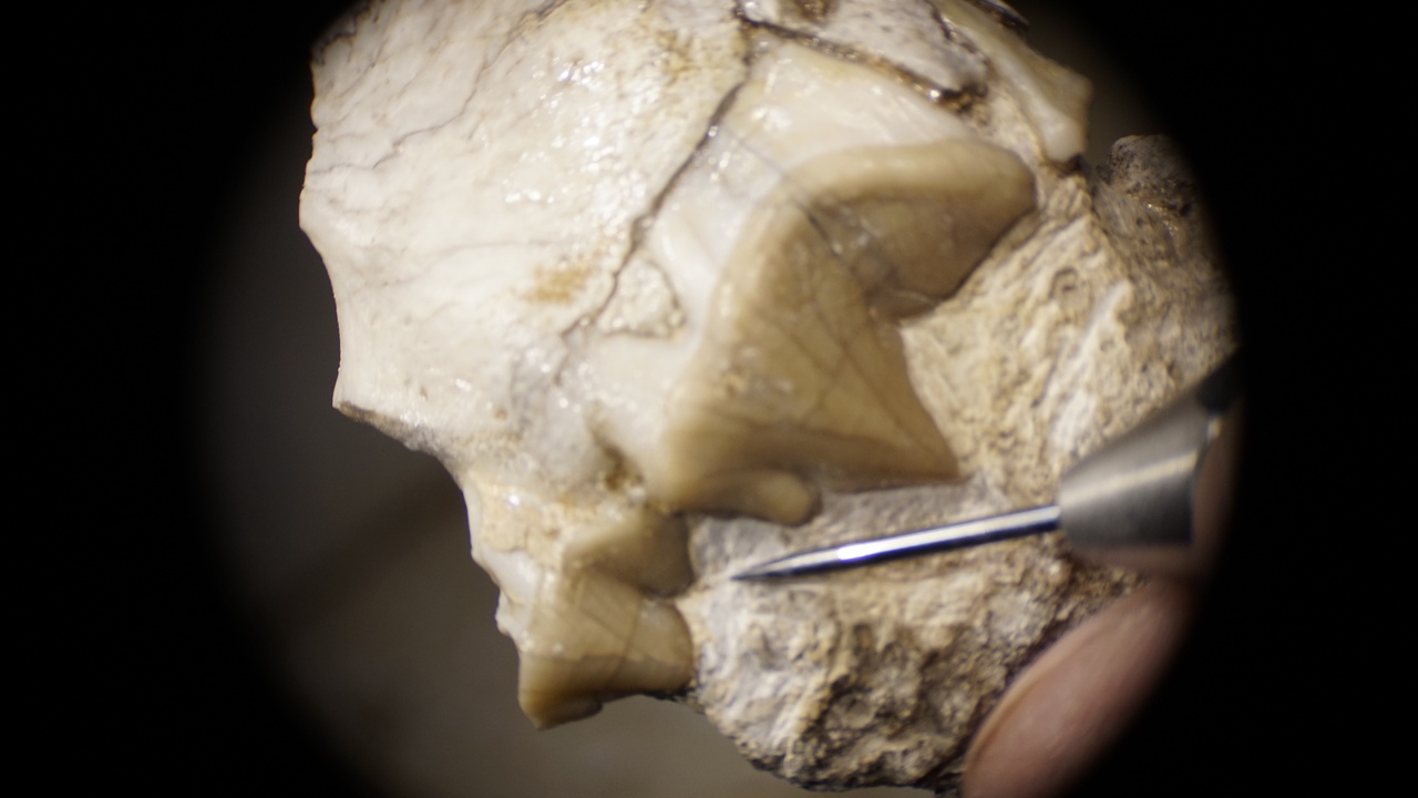 Fossil preparation lab showing tools and conservation work on specimens