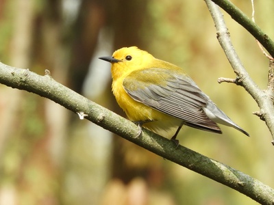 Prothonotary Warbler