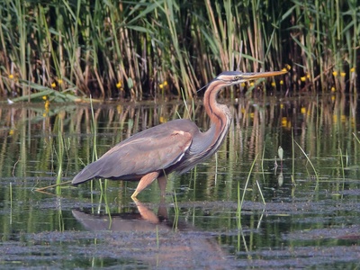 Purple Heron