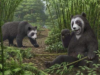 Radial sesamoid (thumb)