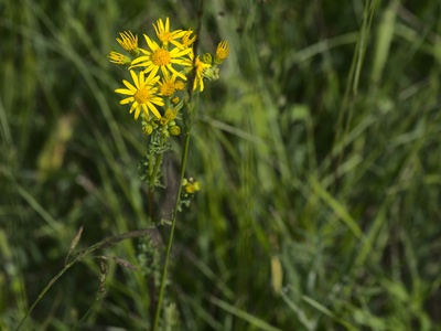 Ragwort